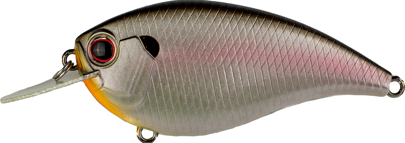 #362 - COLD SHAD