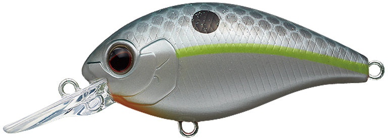 #289 - QUEEN SHAD