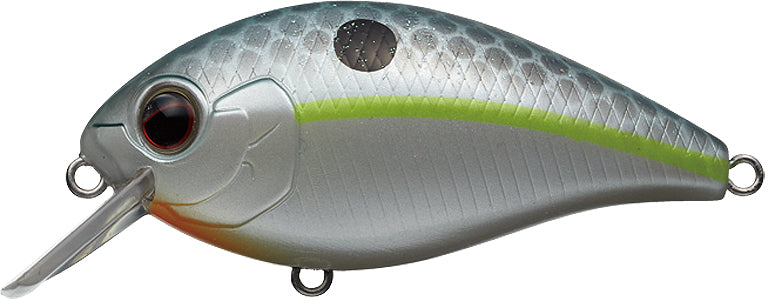 #289 - QUEEN SHAD