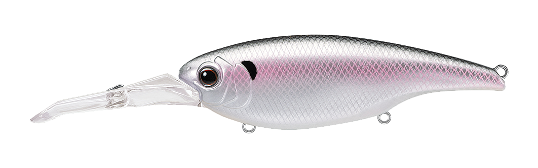 #362- COLD SHAD